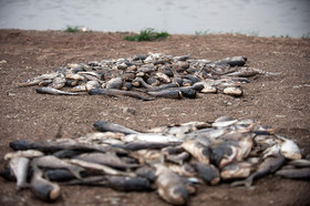 مرگ 2 میلیون ماهی در سد فشافویه